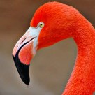 Flamingo in Coral